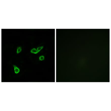 Immunofluorescence - Anti-GPR35 Antibody (G338) - Antibodies.com