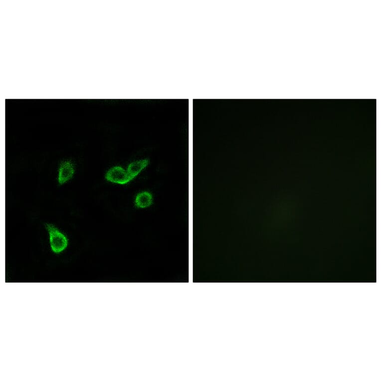 Immunofluorescence - Anti-GPR35 Antibody (G338) - Antibodies.com