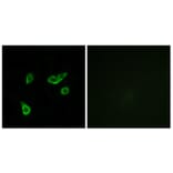 Immunofluorescence - Anti-GPR35 Antibody (G338) - Antibodies.com