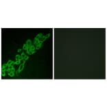 Immunofluorescence - Anti-GPR32 Antibody (G335) - Antibodies.com