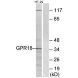 Western Blot - Anti-GPR18 Antibody (G147) - Antibodies.com