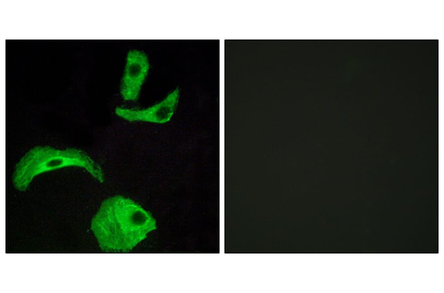 Immunofluorescence - Anti-GPR18 Antibody (G147) - Antibodies.com