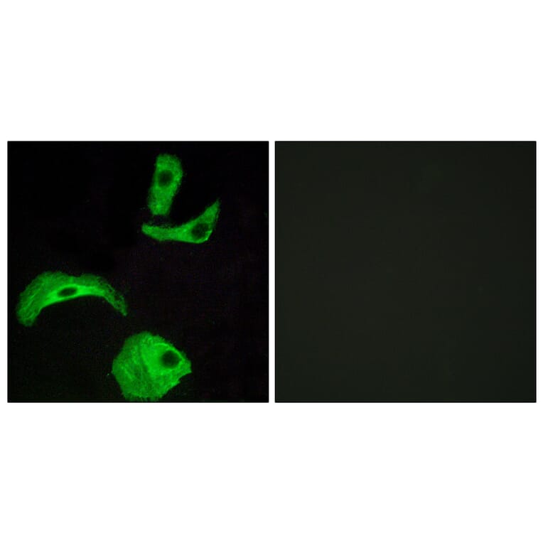 Immunofluorescence - Anti-GPR18 Antibody (G147) - Antibodies.com