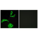 Immunofluorescence - Anti-GPR18 Antibody (G147) - Antibodies.com