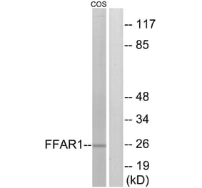 Western Blot - Anti-FFAR1 Antibody (G248) - Antibodies.com