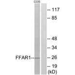 Western Blot - Anti-FFAR1 Antibody (G248) - Antibodies.com