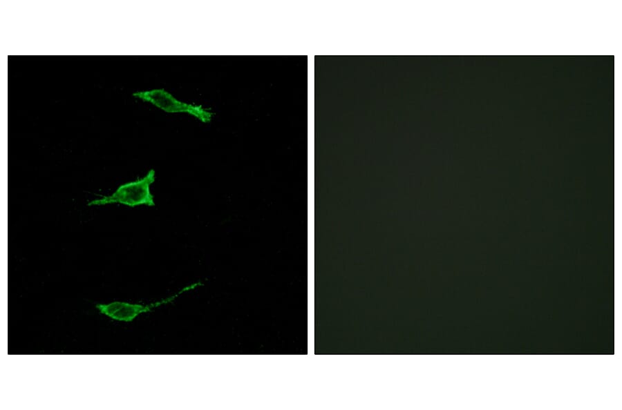 Immunofluorescence - Anti-FFAR1 Antibody (G248) - Antibodies.com