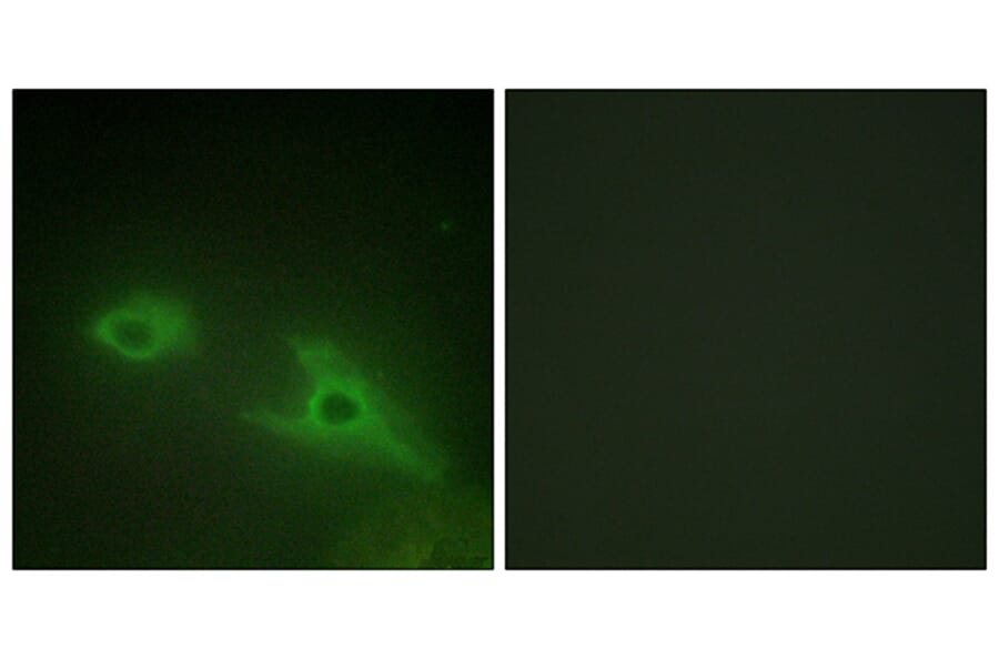 Immunofluorescence - Anti-EPHA1 Antibody (C10446) - Antibodies.com