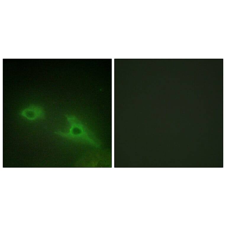 Immunofluorescence - Anti-EPHA1 Antibody (C10446) - Antibodies.com