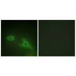 Immunofluorescence - Anti-EPHA1 Antibody (C10446) - Antibodies.com