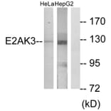 Western Blot - Anti-E2AK3 Antibody (C11790) - Antibodies.com
