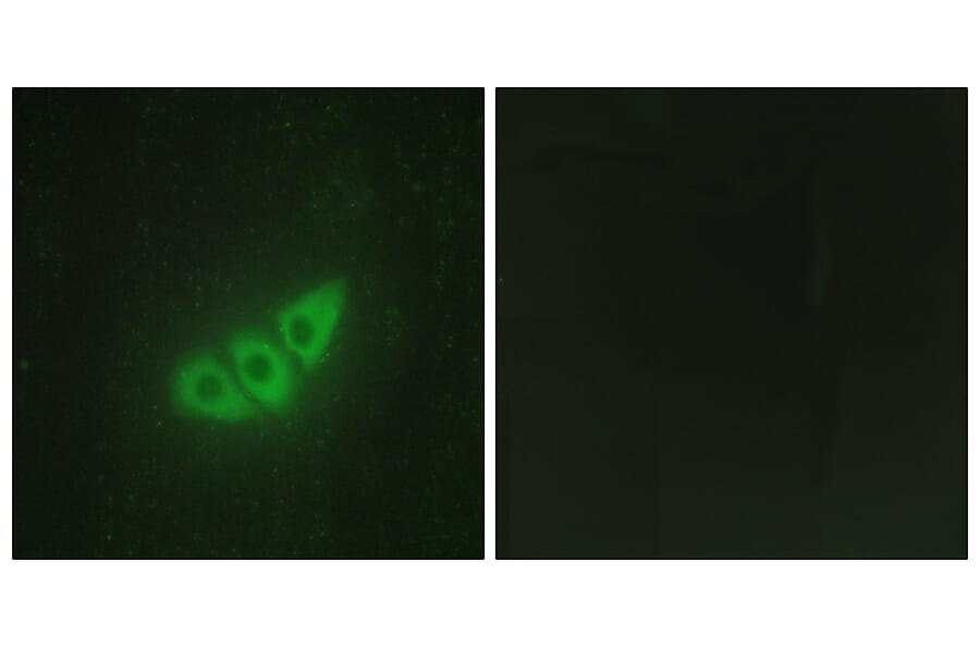 Immunofluorescence - Anti-E2AK3 Antibody (C11790) - Antibodies.com