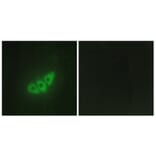 Immunofluorescence - Anti-E2AK3 Antibody (C11790) - Antibodies.com