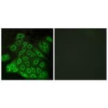 Immunofluorescence - Anti-CSRL1 Antibody (G229) - Antibodies.com