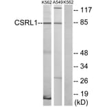 Western Blot - Anti-CSRL1 Antibody (G229) - Antibodies.com