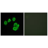 Immunofluorescence - Anti-CLTR1 Antibody (G224) - Antibodies.com