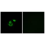 Immunofluorescence - Anti-CLCC1 Antibody (C15076) - Antibodies.com