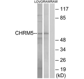 Western Blot - Anti-CHRM5 Antibody (G209) - Antibodies.com