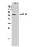Western Blot - Anti-CHRM5 Antibody (G209) - Antibodies.com