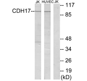Western Blot - Anti-CDH17 Antibody (C12092) - Antibodies.com