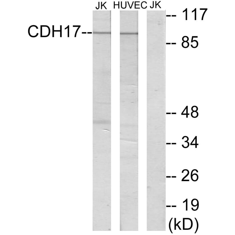 Western Blot - Anti-CDH17 Antibody (C12092) - Antibodies.com