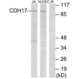 Western Blot - Anti-CDH17 Antibody (C12092) - Antibodies.com
