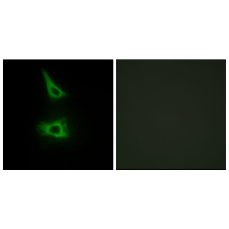 Immunofluorescence - Anti-CDH17 Antibody (C12092) - Antibodies.com