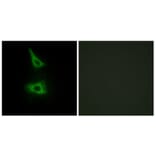 Immunofluorescence - Anti-CDH17 Antibody (C12092) - Antibodies.com