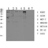 Western Blot - Anti-CDH17 Antibody (C12092) - Antibodies.com