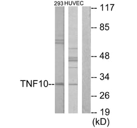 Western Blot - Anti-CD253 Antibody (C10669) - Antibodies.com