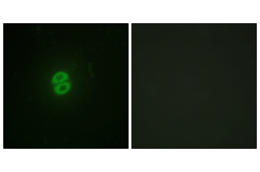 Immunofluorescence - Anti-CD253 Antibody (C10669) - Antibodies.com