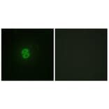 Immunofluorescence - Anti-CD253 Antibody (C10669) - Antibodies.com