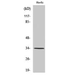 Western Blot - Anti-CD253 Antibody (C10669) - Antibodies.com