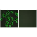 Immunofluorescence - Anti-CCRL2 Antibody (G061) - Antibodies.com