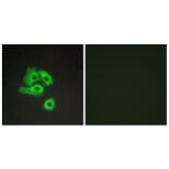 Immunofluorescence - Anti-CCBP2 Antibody (G066) - Antibodies.com