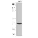 Western Blot - Anti-CCBP2 Antibody (G066) - Antibodies.com