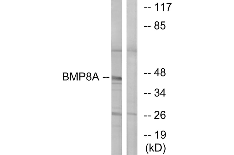 Western Blot - Anti-BMP8A Antibody (C14766) - Antibodies.com
