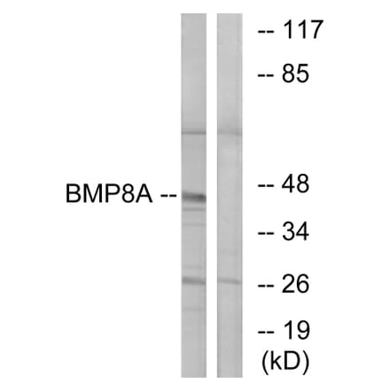 Western Blot - Anti-BMP8A Antibody (C14766) - Antibodies.com