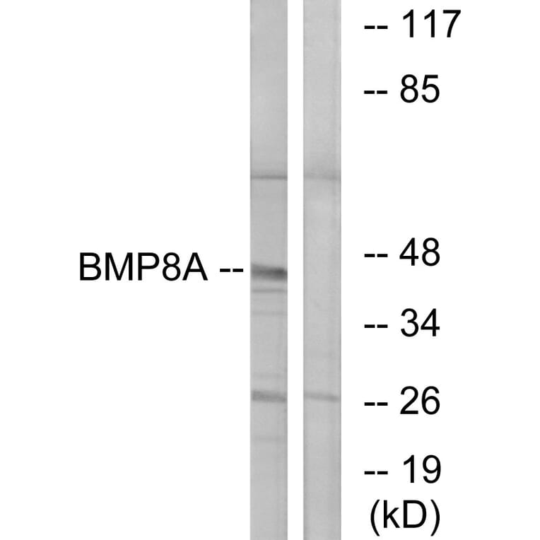Western Blot - Anti-BMP8A Antibody (C14766) - Antibodies.com