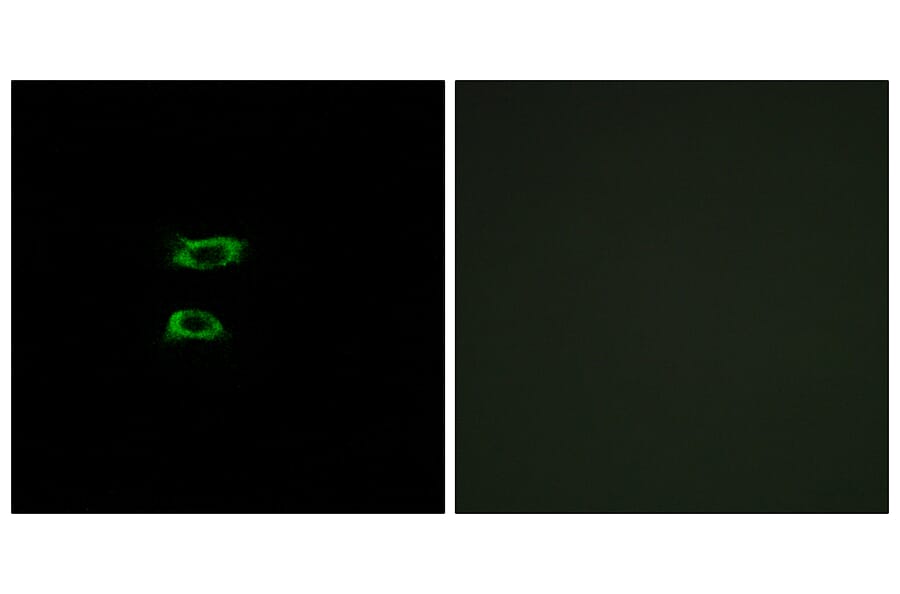 Immunofluorescence - Anti-BMP8A Antibody (C14766) - Antibodies.com