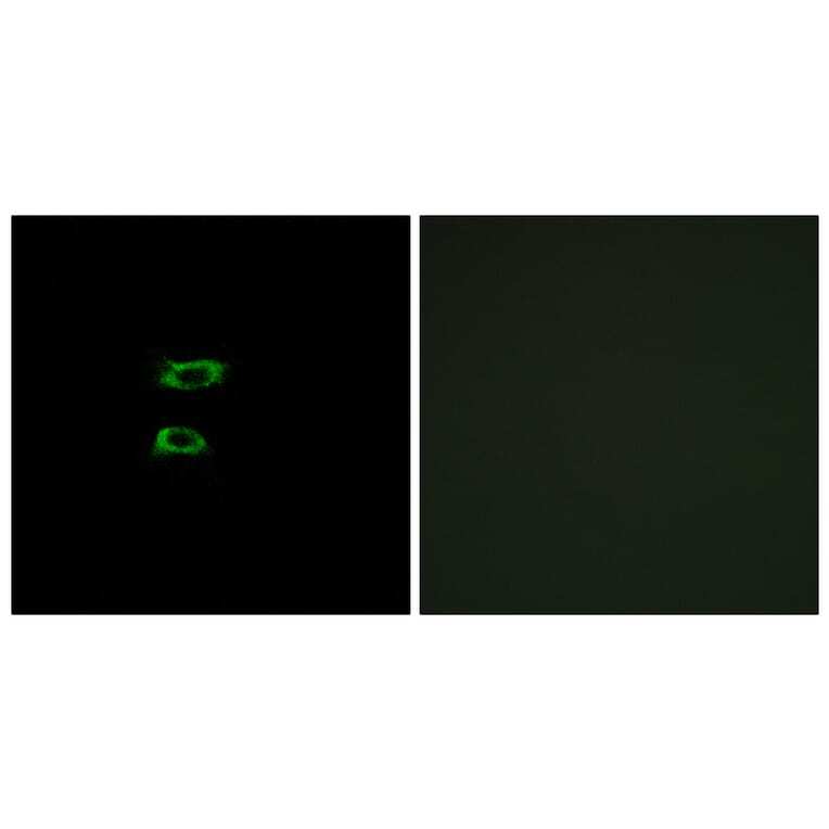Immunofluorescence - Anti-BMP8A Antibody (C14766) - Antibodies.com