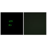 Immunofluorescence - Anti-BMP8A Antibody (C14766) - Antibodies.com