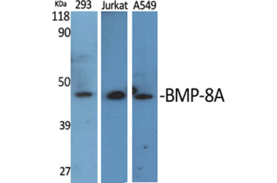 Western Blot - Anti-BMP8A Antibody (C14766) - Antibodies.com