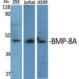 Western Blot - Anti-BMP8A Antibody (C14766) - Antibodies.com