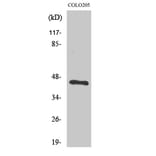 Western Blot - Anti-BMP8A Antibody (C14766) - Antibodies.com