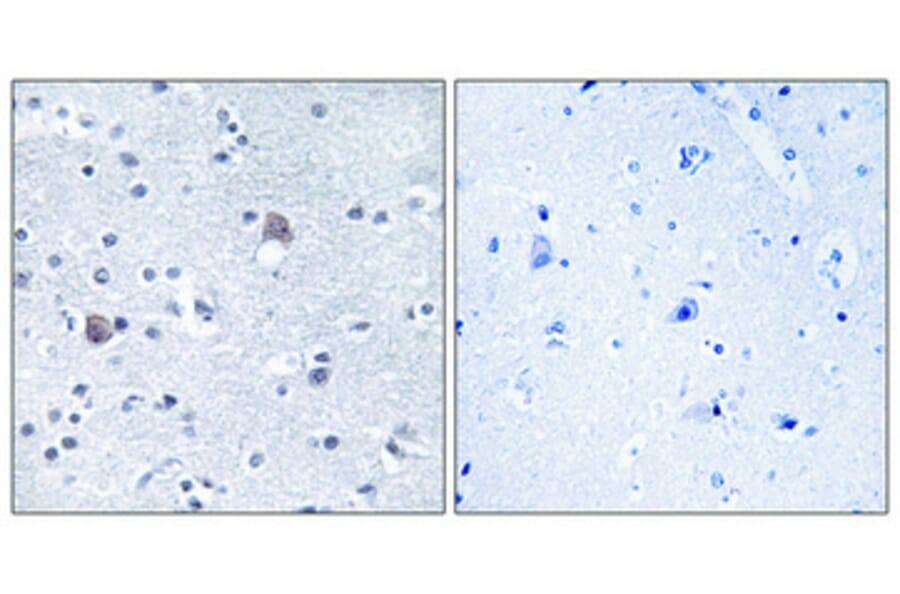 Immunohistochemistry - Anti-BMP8A Antibody (C14766) - Antibodies.com