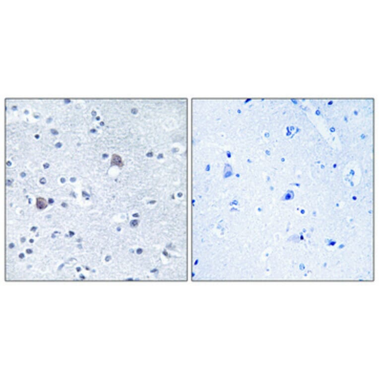 Immunohistochemistry - Anti-BMP8A Antibody (C14766) - Antibodies.com