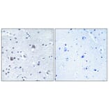 Immunohistochemistry - Anti-BMP8A Antibody (C14766) - Antibodies.com