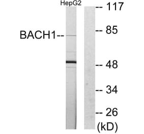 Western Blot - Anti-BACH1 Antibody (C10055) - Antibodies.com