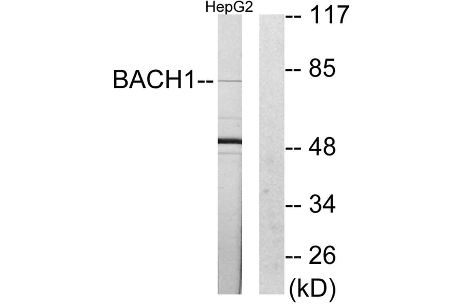 Western Blot - Anti-BACH1 Antibody (C10055) - Antibodies.com